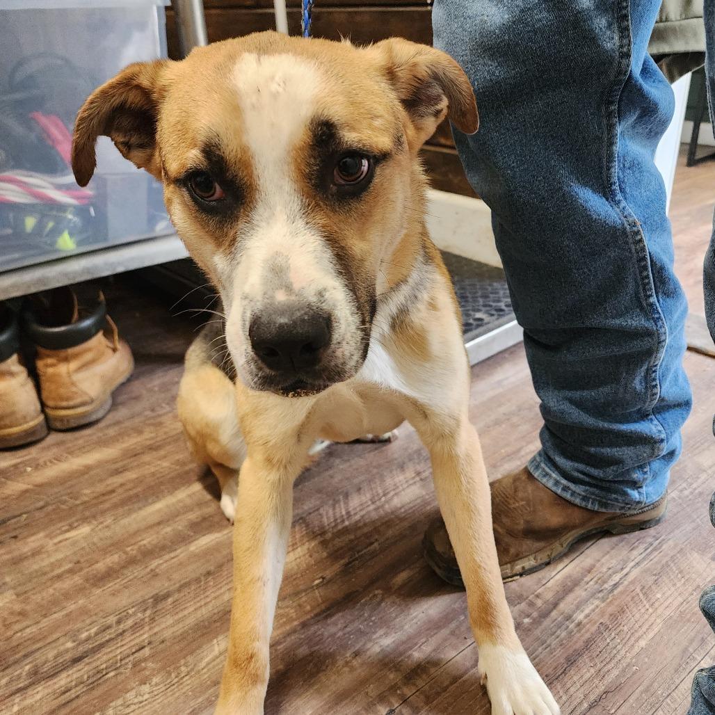 Enlarge Jackson(Falcon), a Adoptable mixed breed in Evensville, TN image 2/4