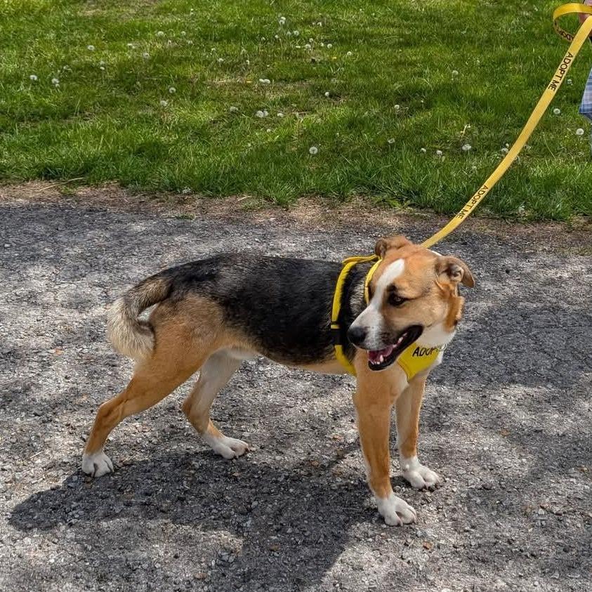 Enlarge Jackson(Falcon), a Adoptable mixed breed in Evensville, TN image 3/4
