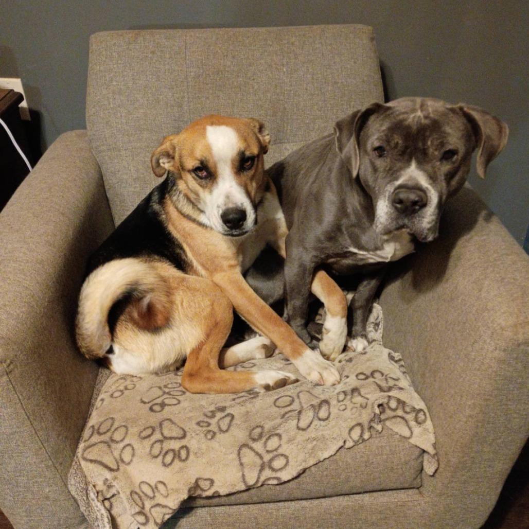 Enlarge Jackson(Falcon), a Adoptable mixed breed in Evensville, TN image 4/4