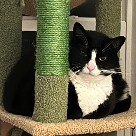 Mabel, Adoptable, Adult Female Domestic Short Hair.