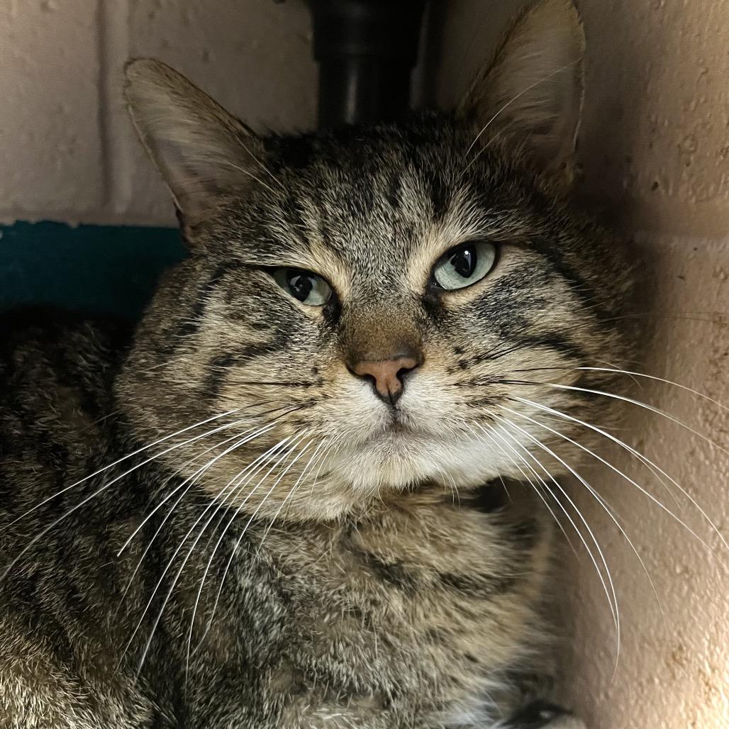 Parsons, Adoptable, Adult Male Domestic Short Hair.