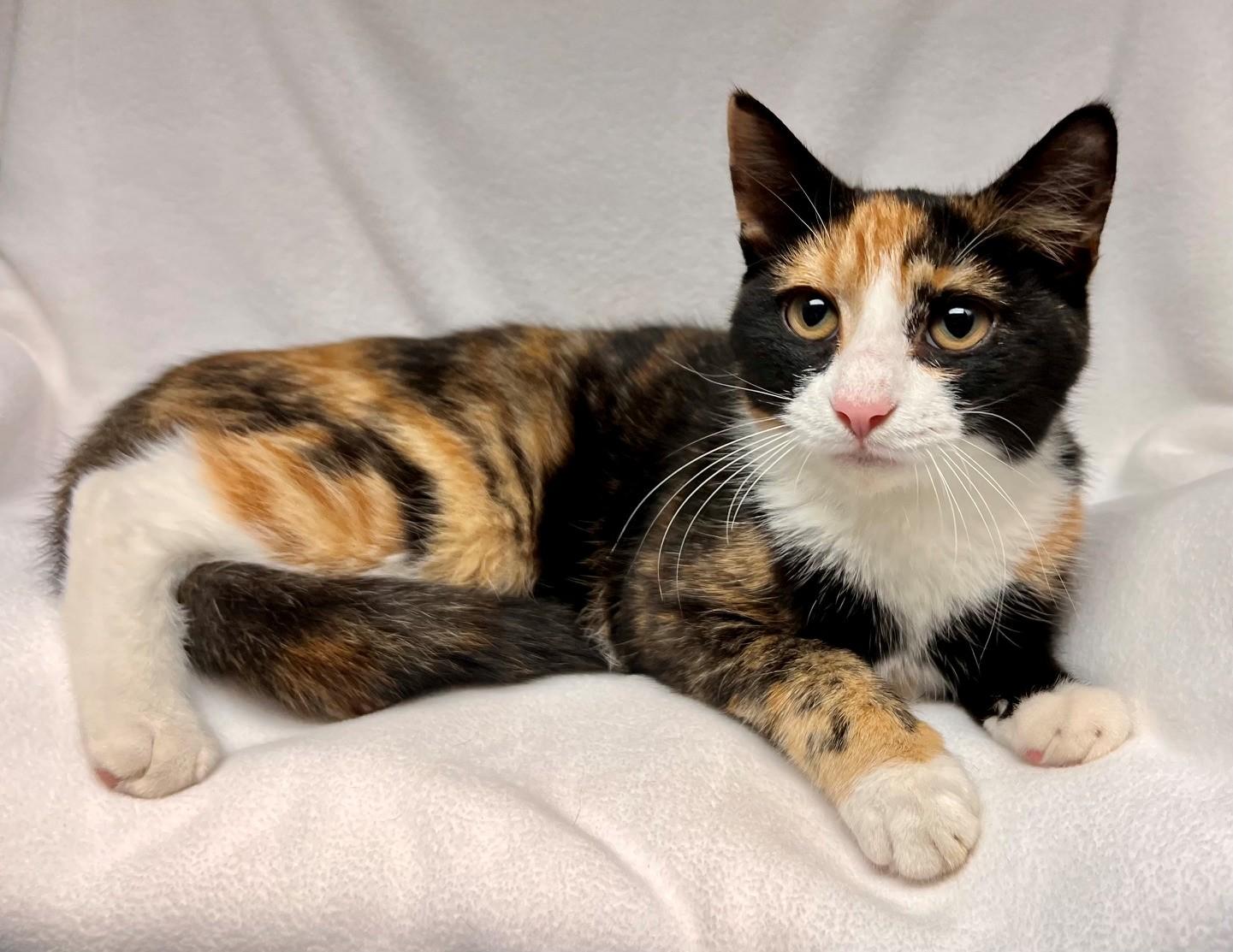 Tawny, Adoptable, Young Female Domestic Short Hair.