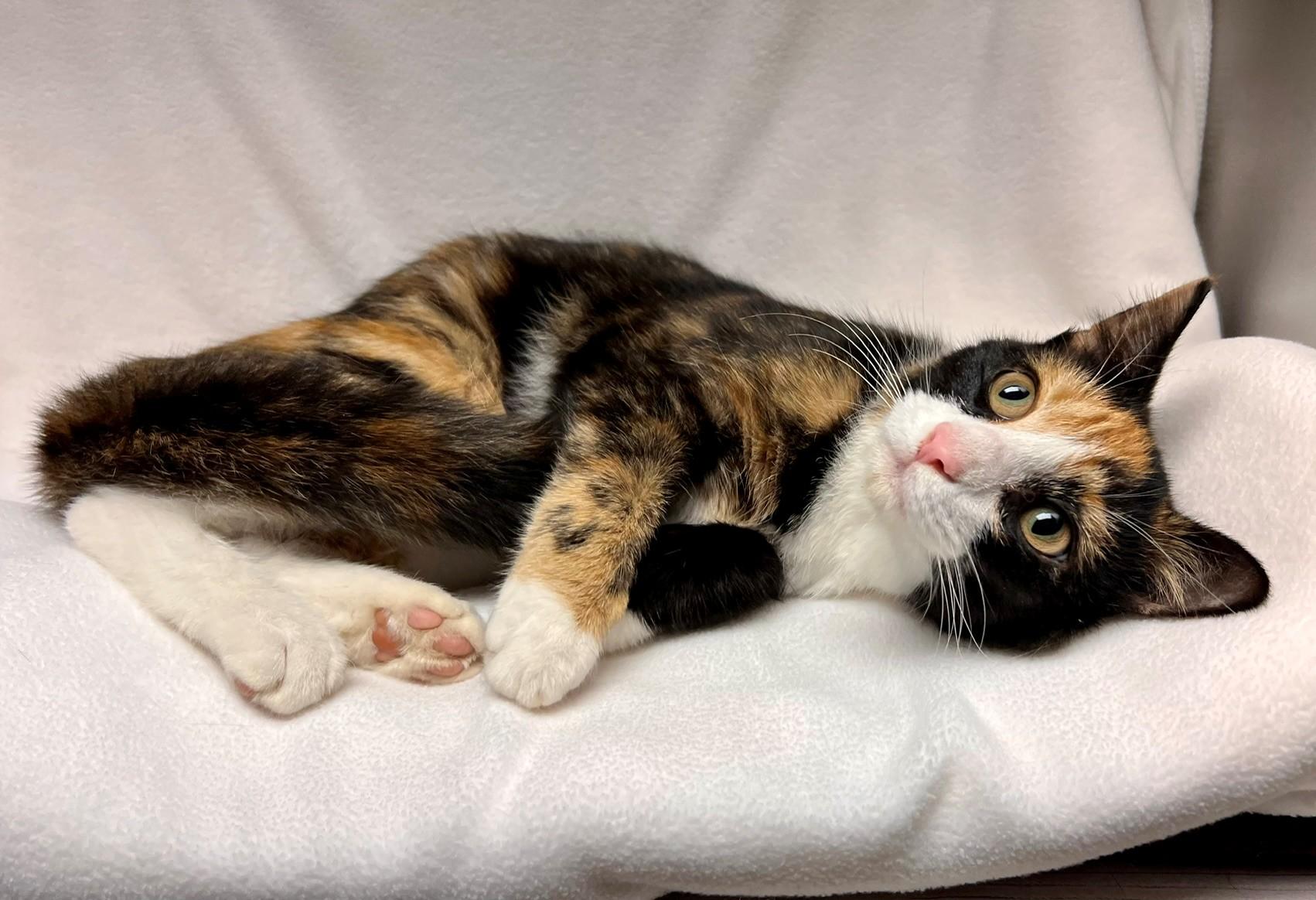 Enlarge Tawny, a Adoptable Domestic Short Hair in Edinburg, VA image 2/2