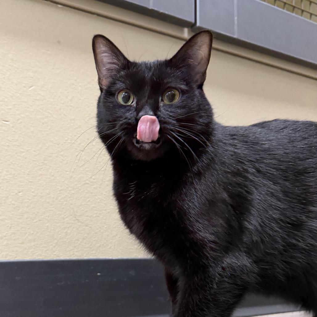 Enlarge Lacy, a Adoptable Domestic Short Hair in Cody, WY image 1/4
