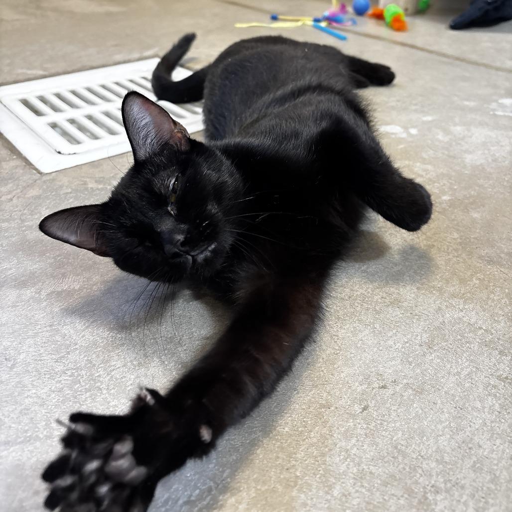 Enlarge Lacy, a Adoptable Domestic Short Hair in Cody, WY image 2/4