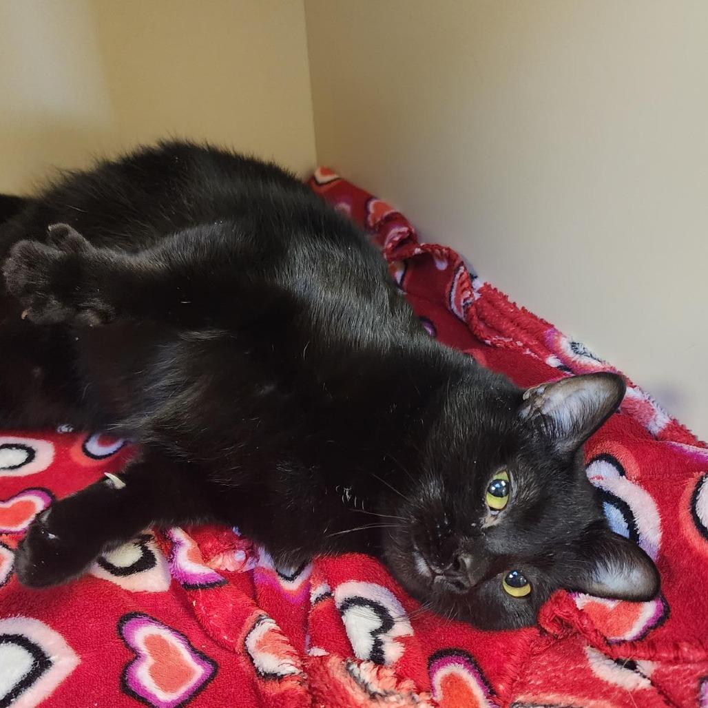 Enlarge Lacy, a Adoptable Domestic Short Hair in Cody, WY image 3/4