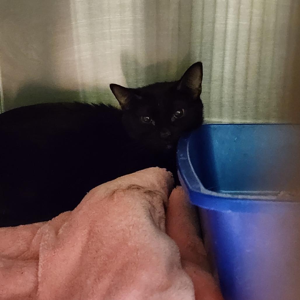 Enlarge Lacy, a Adoptable Domestic Short Hair in Cody, WY image 4/4