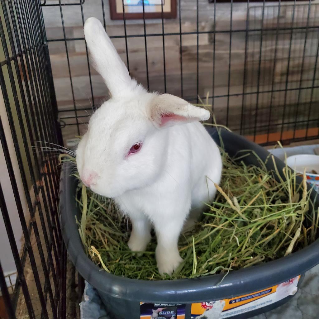 Ricotta (bonded to Jasmine), Adoptable, Adult Male Florida White.