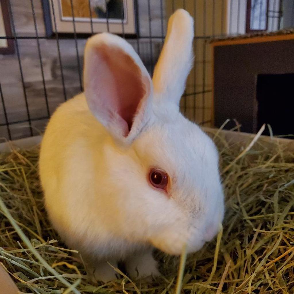 Enlarge Ricotta (bonded to Jasmine), a Adoptable Florida White in Murrieta, CA image 2/4