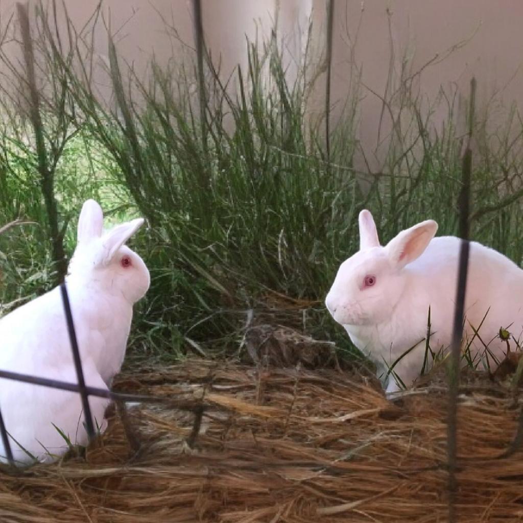 Enlarge Ricotta (bonded to Jasmine), a Adoptable Florida White in Murrieta, CA image 3/4
