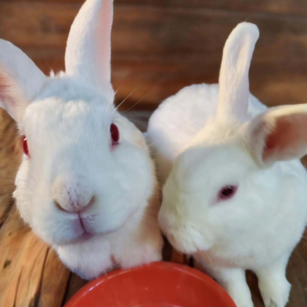 Enlarge Ricotta (bonded to Jasmine), a Adoptable Florida White in Murrieta, CA image 4/4