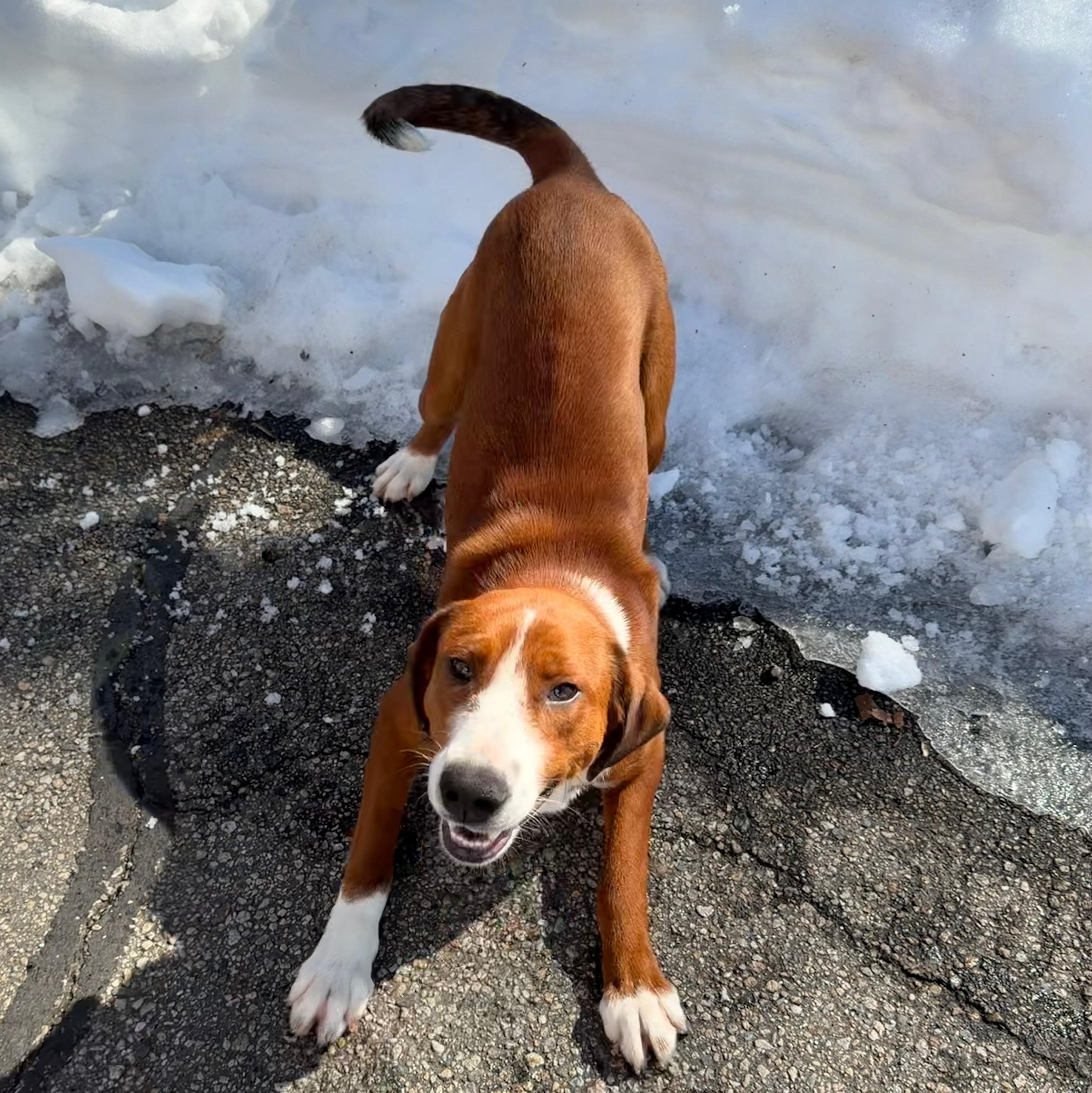 Enlarge NELLIE, a Adoptable mixed breed in Cranston, RI image 2/2