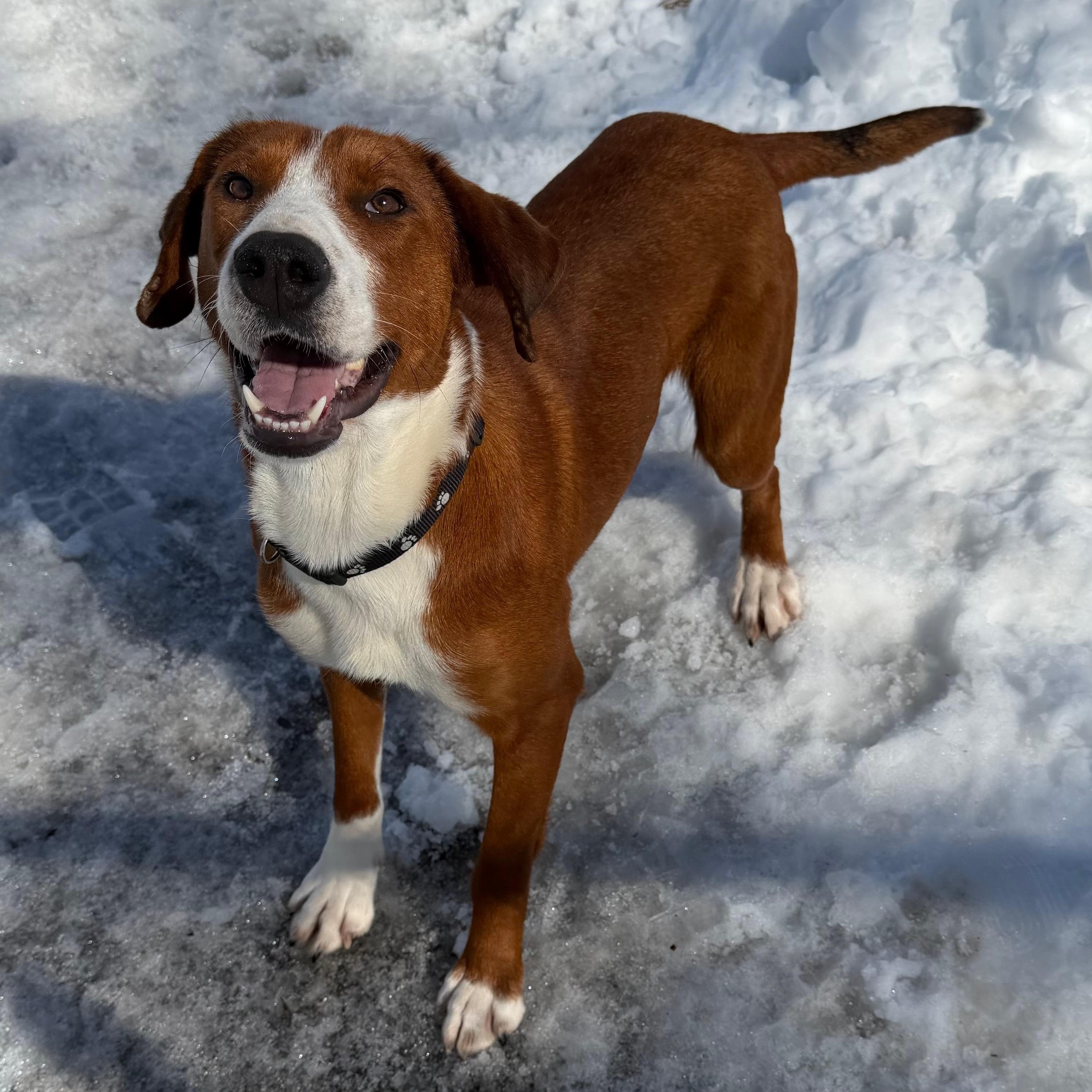 NELLIE, Adoptable, Young Female Mixed Breed.