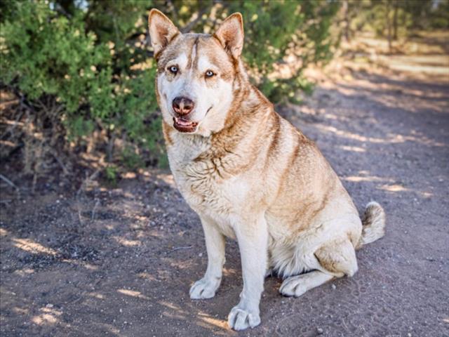 Enlarge LANA, a Adoptable Siberian Husky in Santa Fe, NM image 1/1