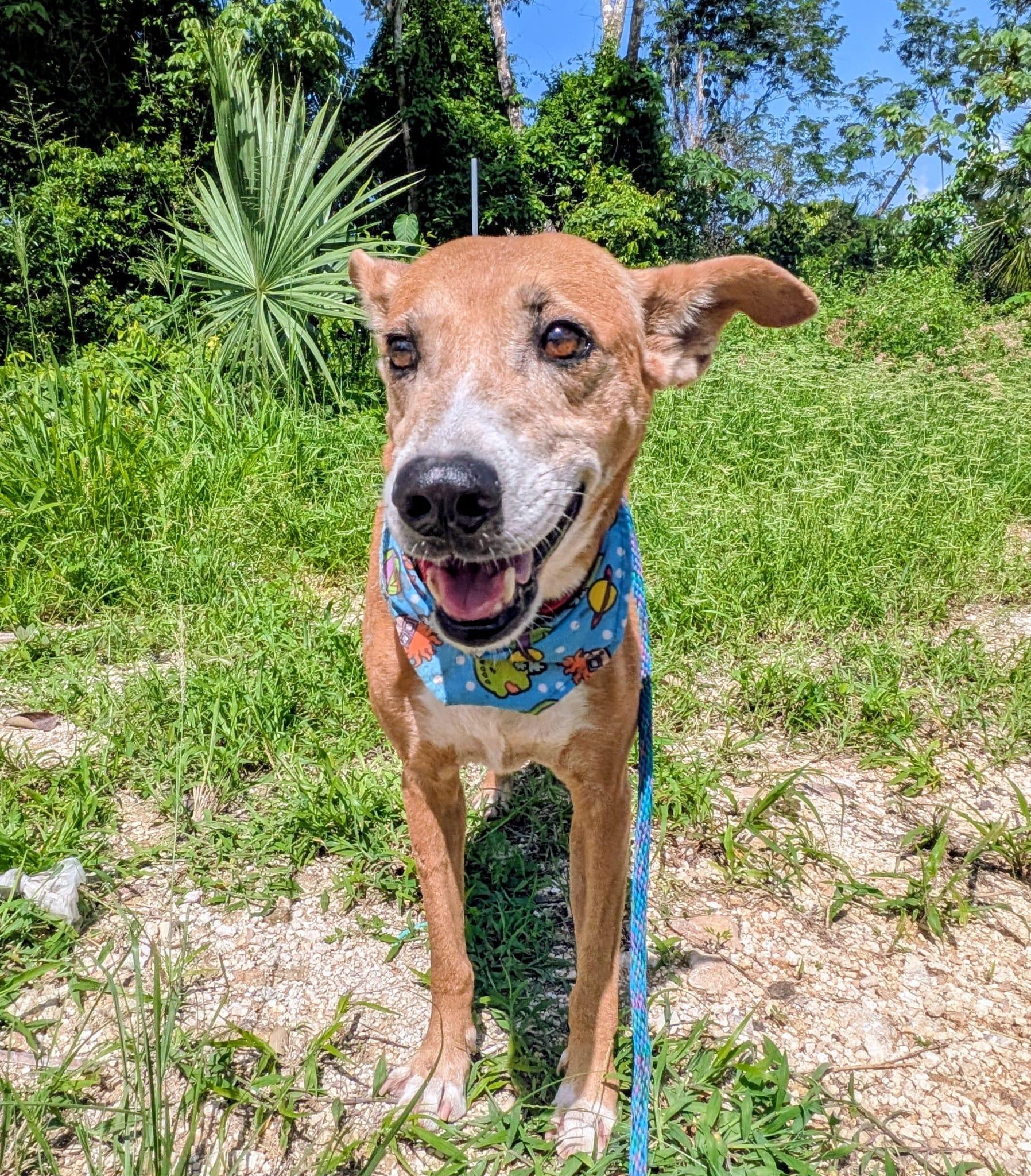 Enlarge PEPE good with kids, cats, dogs, a Adoptable mixed breed in North York, ON image 4/4