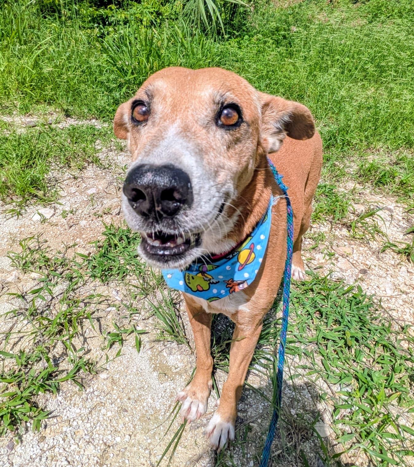 Enlarge PEPE good with kids, cats, dogs, a Adoptable mixed breed in North York, ON image 2/4