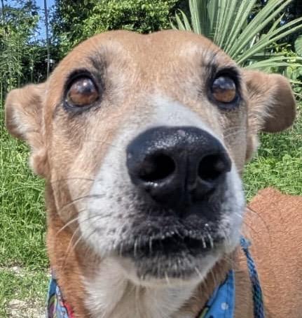 PEPE good with kids, cats, dogs, Adoptable, Adult Male Labrador Retriever.