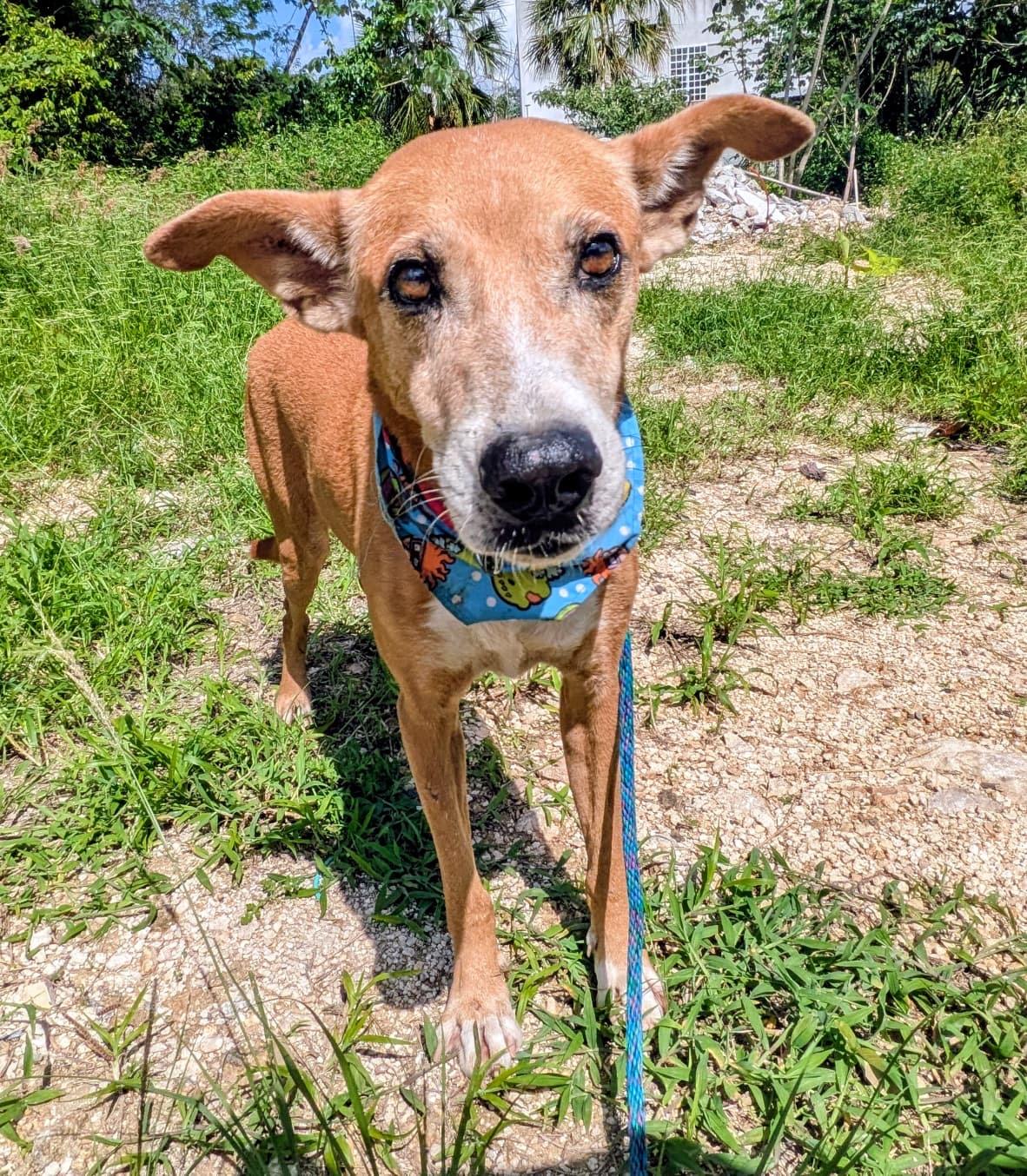Enlarge PEPE good with kids, cats, dogs, a Adoptable mixed breed in North York, ON image 3/4