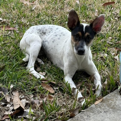 Enlarge Tina, a Adoptable mixed breed in Cheektowaga, NY image 2/4