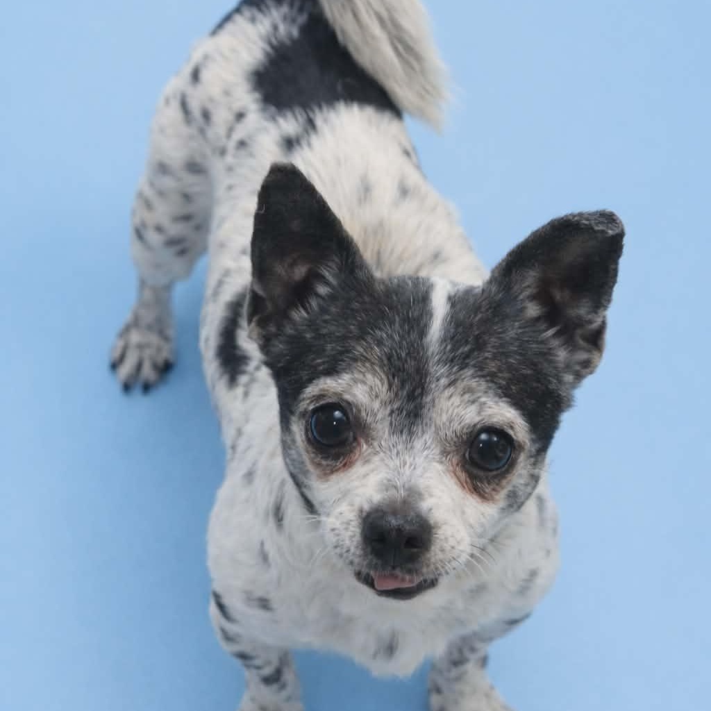 Enlarge Bert , an adopted Chihuahua in Marana, AZ image 3/4