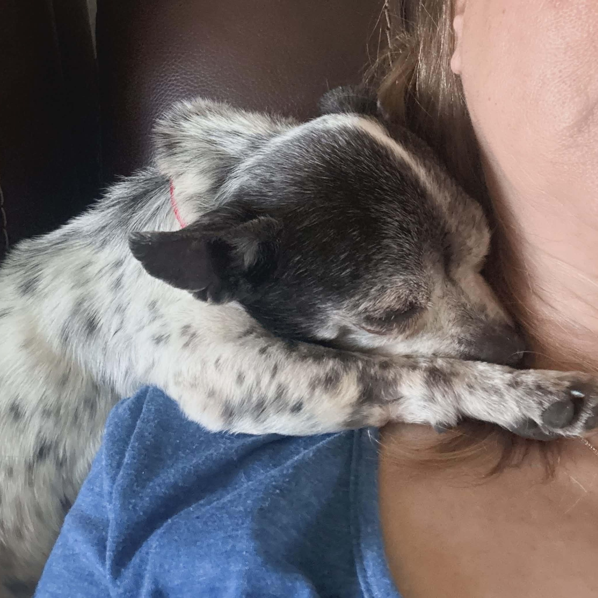 Enlarge Bert , an adopted Chihuahua in Marana, AZ image 2/4