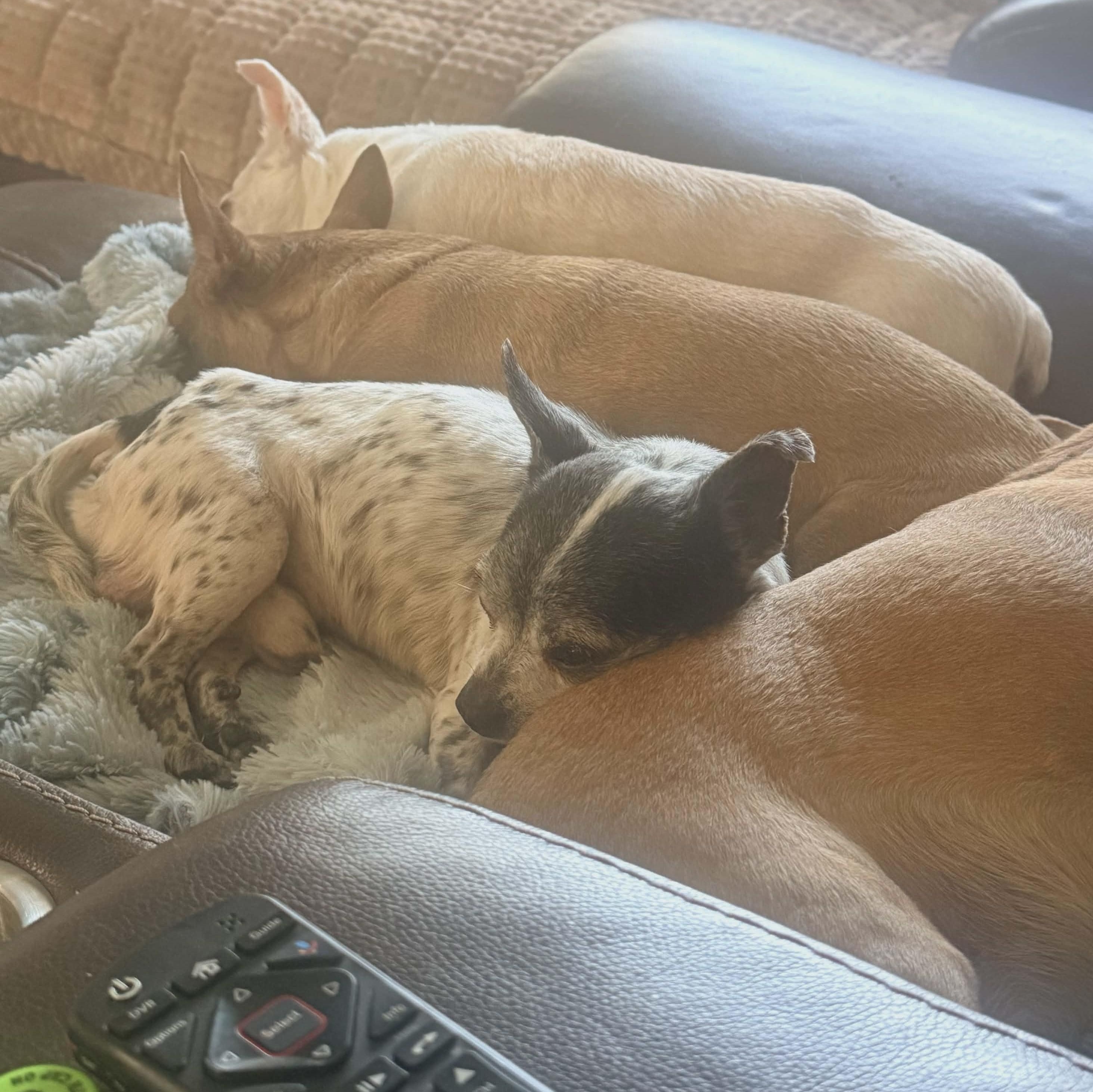 Enlarge Bert , an adopted Chihuahua in Marana, AZ image 4/4