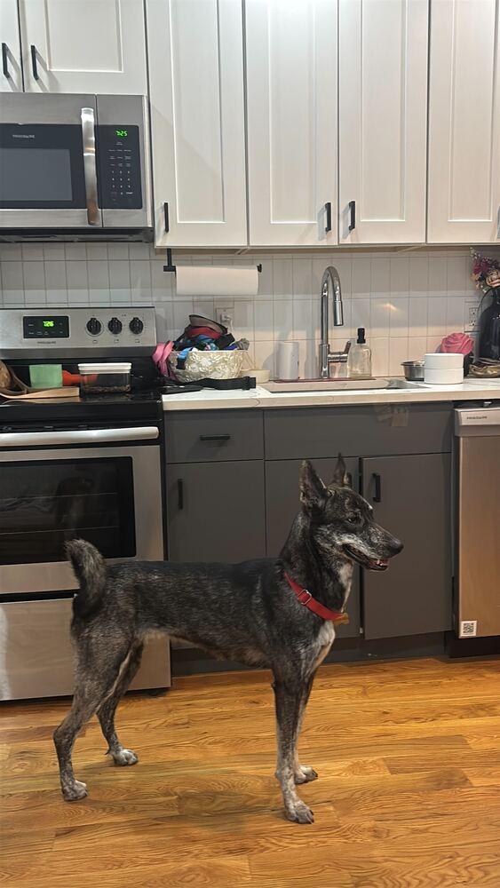 Lady, Adoptable, Adult Female Mixed Breed.