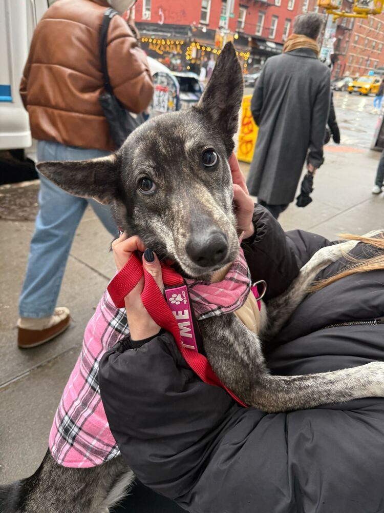 Lady, Adoptable, Adult Female Mixed Breed.