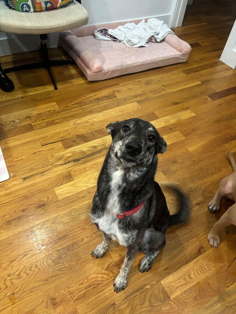 Enlarge Lady, a Adoptable mixed breed in New York, NY image 3/6