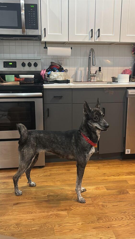 Enlarge Lady, a Adoptable mixed breed in New York, NY image 4/6