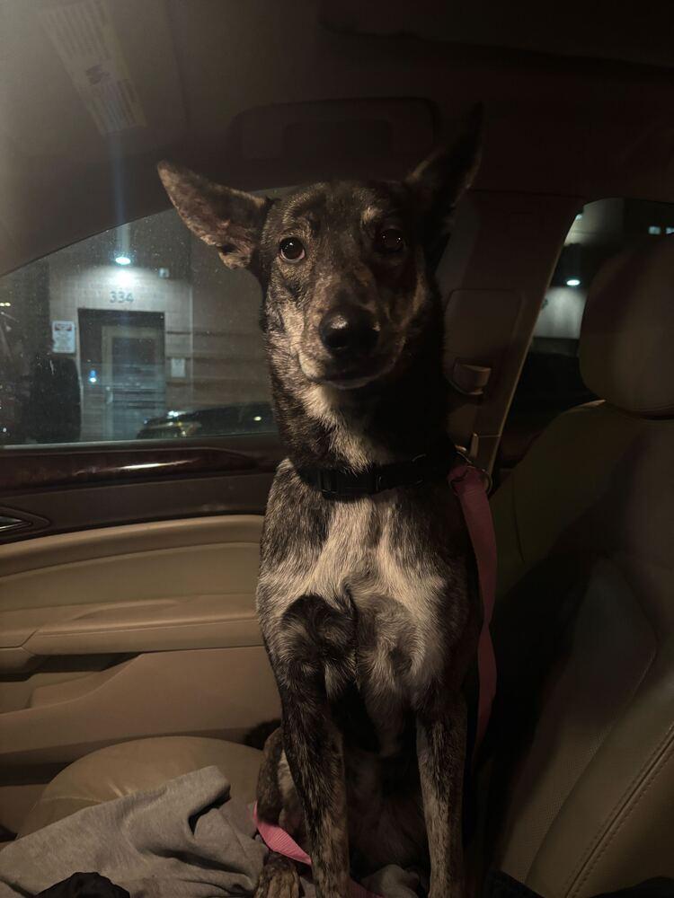 Enlarge Lady, a Adoptable mixed breed in New York, NY image 5/6