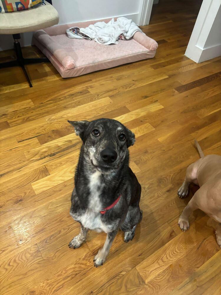 Enlarge Lady, a Adoptable mixed breed in New York, NY image 6/6