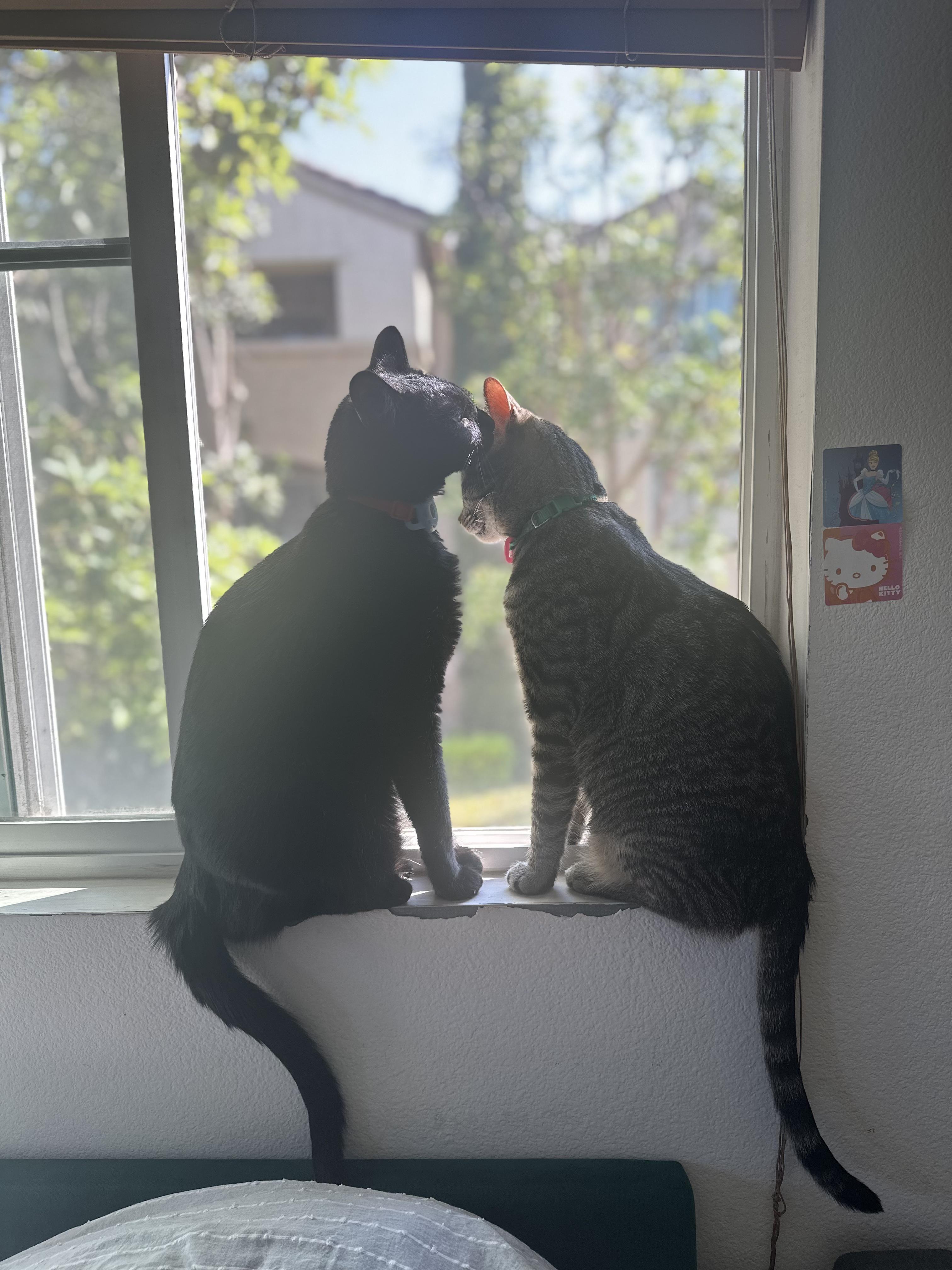 Hobbes, a Adoptable Tabby in Tustin, CA image 6/6