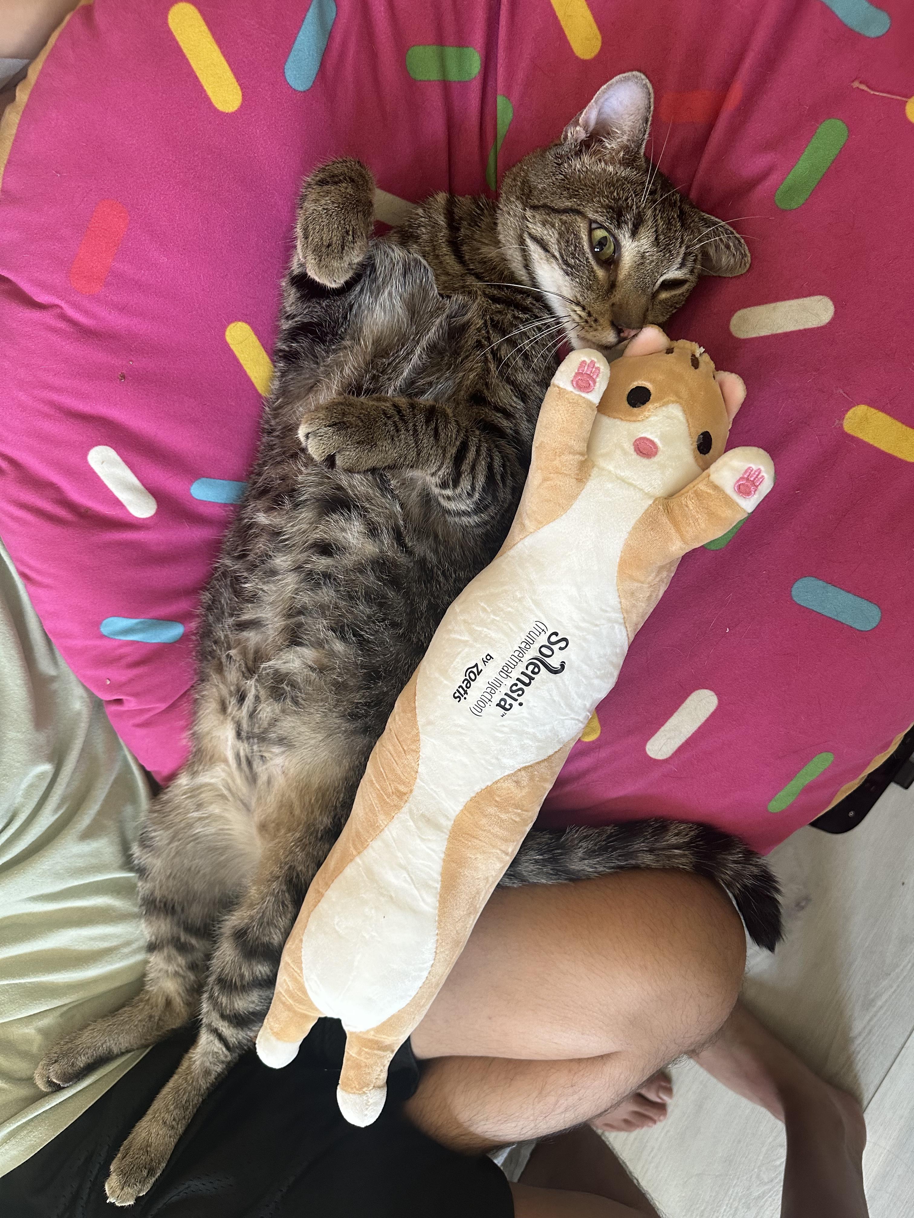 Hobbes, a Adoptable Tabby in Tustin, CA image 5/6