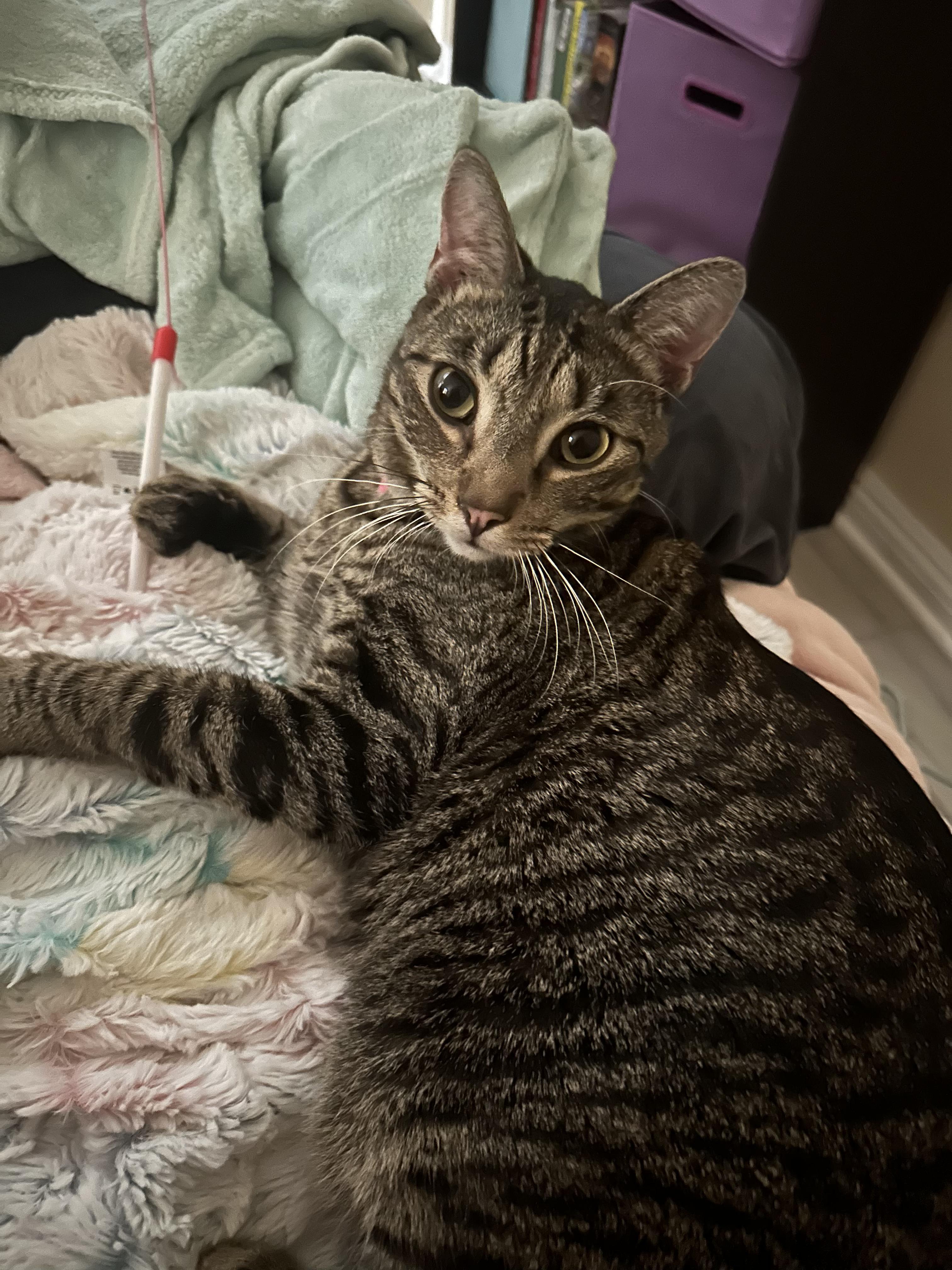 Hobbes, a Adoptable Tabby in Tustin, CA image 3/6