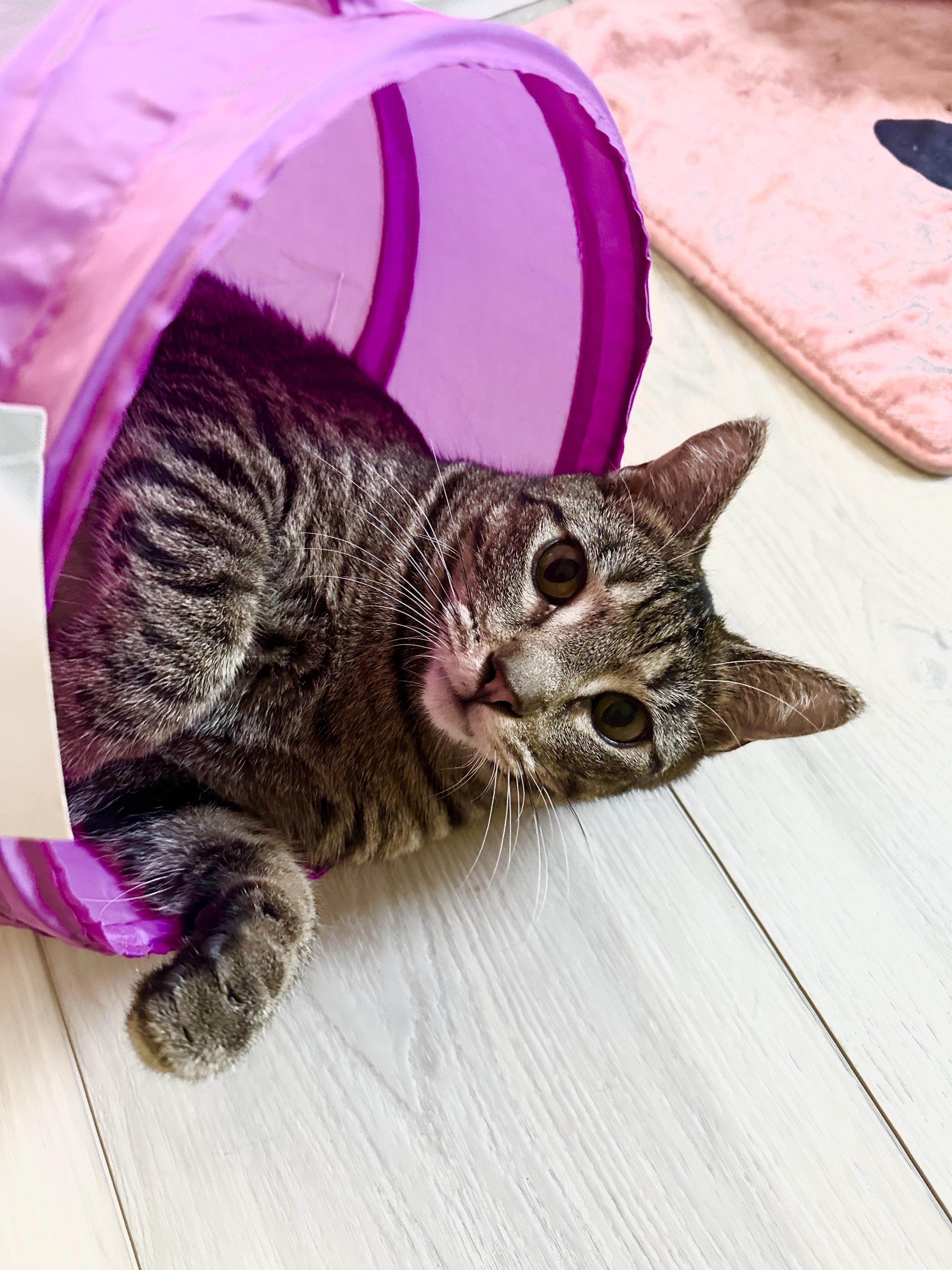 Hobbes, a Adoptable Tabby in Tustin, CA image 1/6