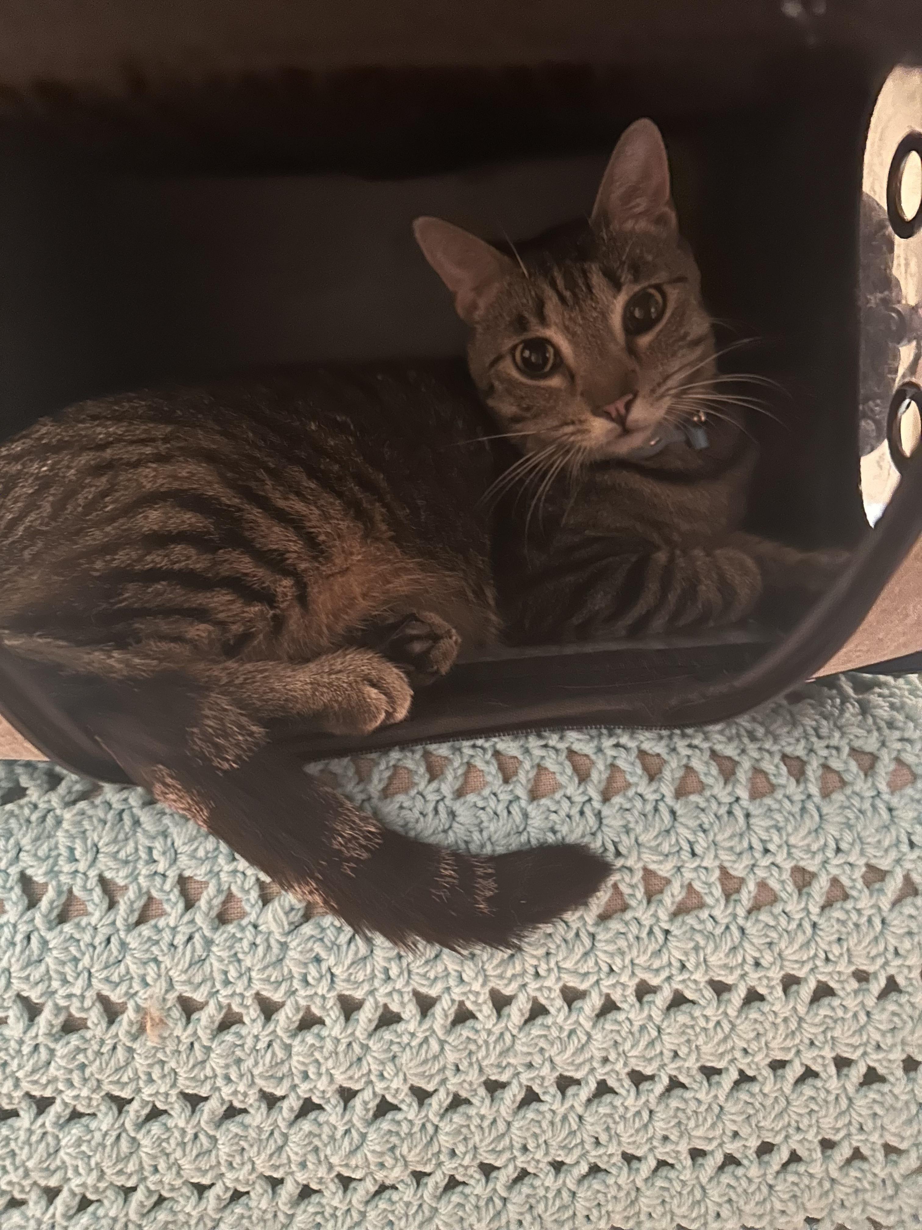 Hobbes, a Adoptable Tabby in Tustin, CA image 2/6