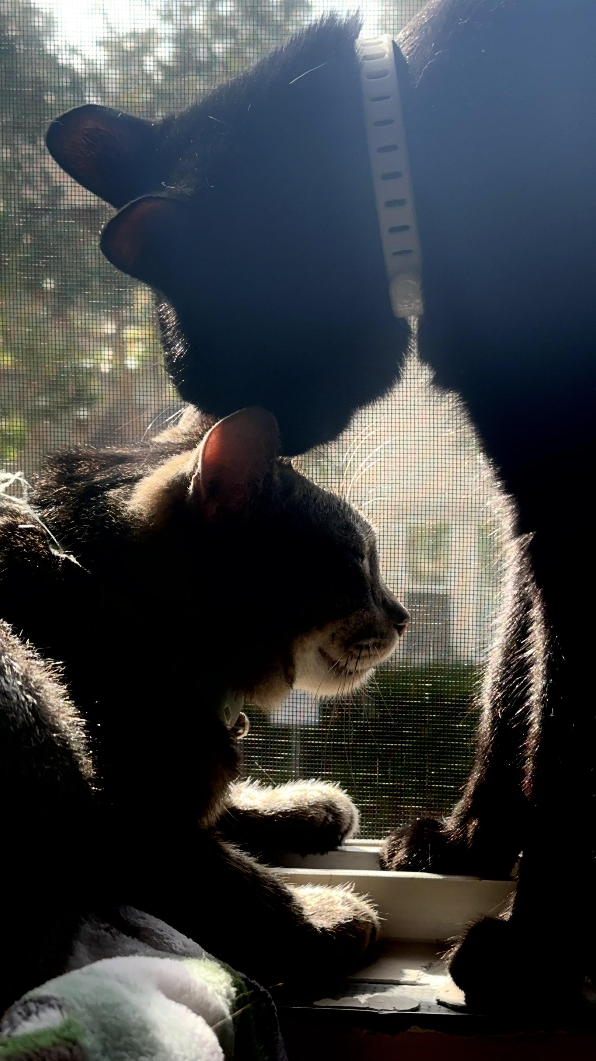 Hobbes, a Adoptable Tabby in Tustin, CA image 4/6