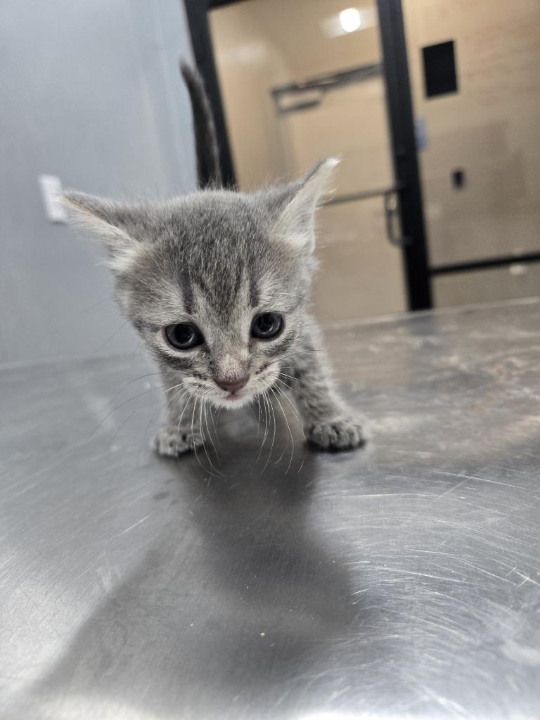 Enlarge Ember, a Adoptable American Shorthair in Ruston, LA image 1/2