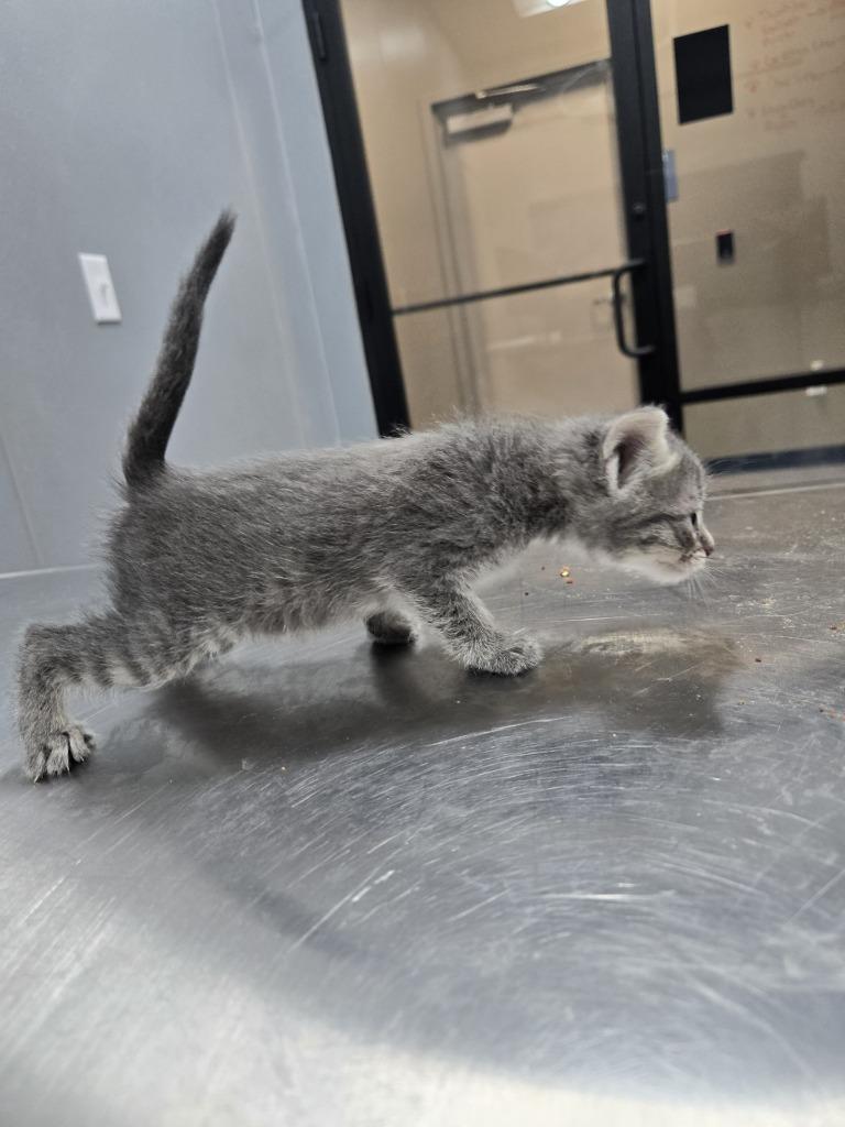 Enlarge Ember, a Adoptable American Shorthair in Ruston, LA image 2/2