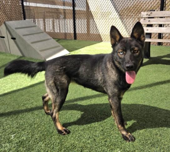 Enlarge NOUGAT, a Adoptable mixed breed in Norco, CA image 1/1