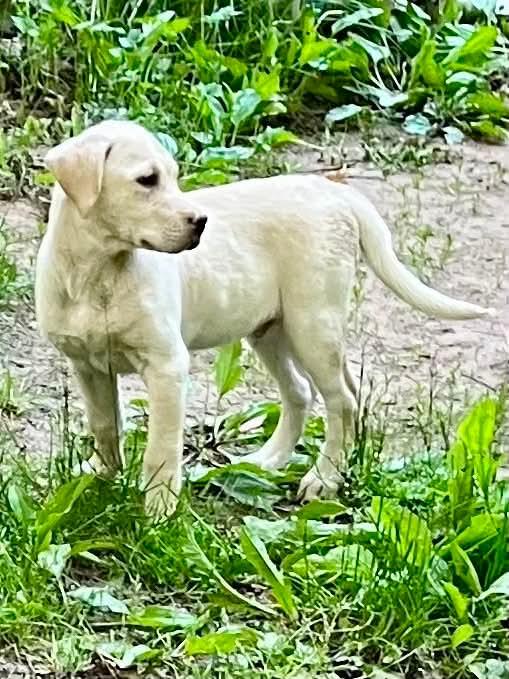 Patriot, a ADOPTABLE Yellow Labrador Retriever in Munising, MI image 3/5
