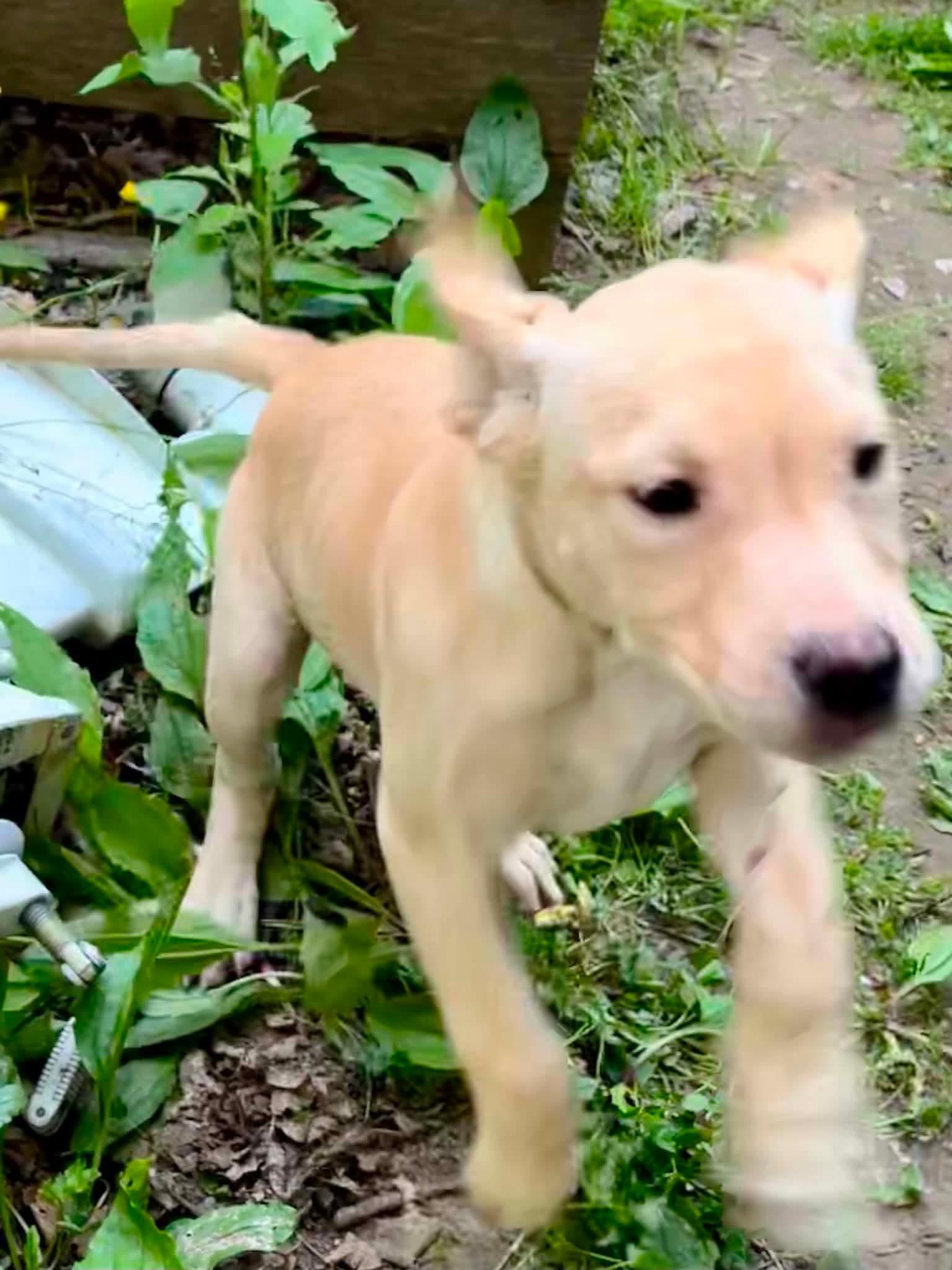 Patriot, a ADOPTABLE Yellow Labrador Retriever in Munising, MI image 2/5