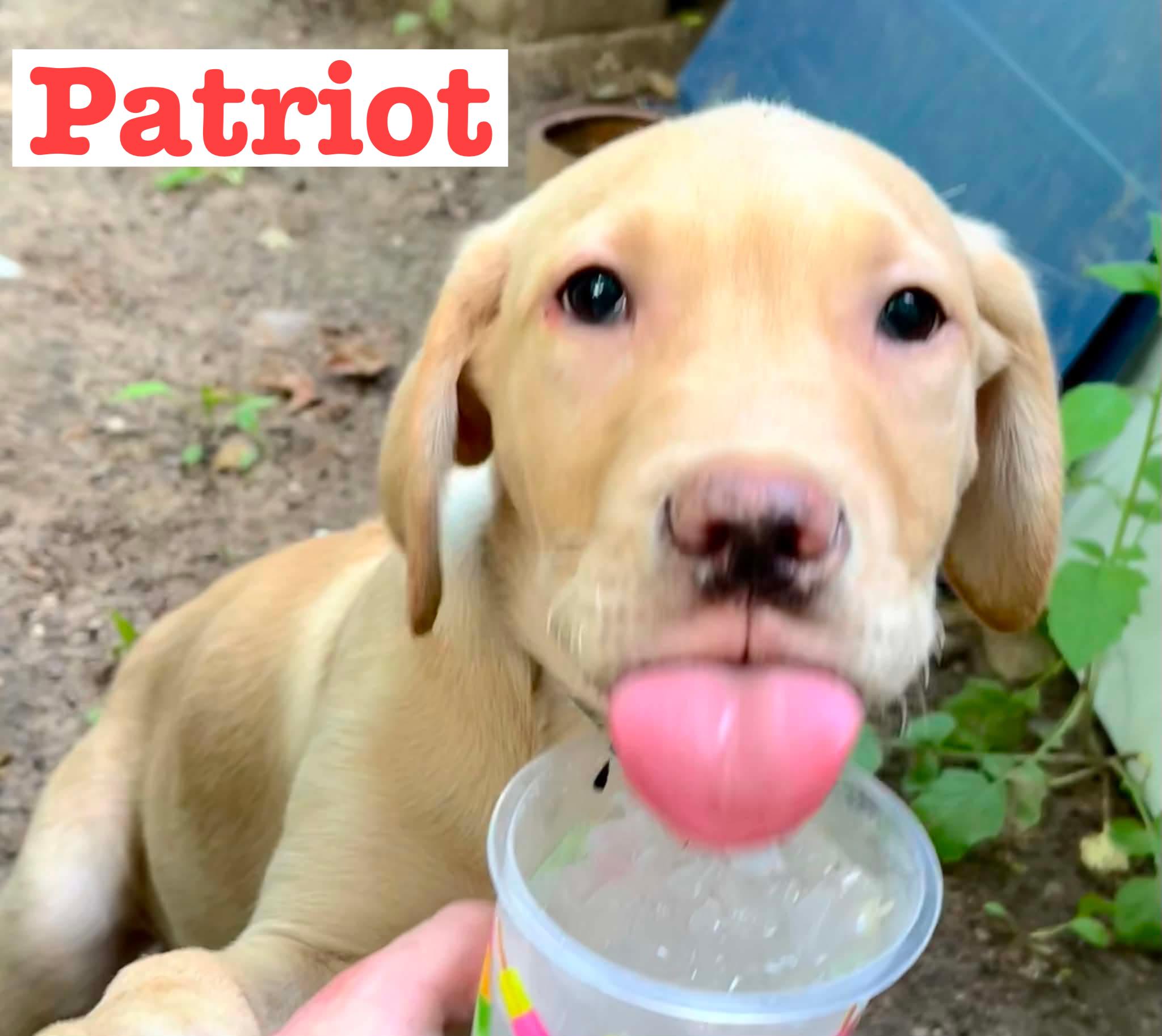 Patriot, a ADOPTABLE Yellow Labrador Retriever in Munising, MI image 4/5