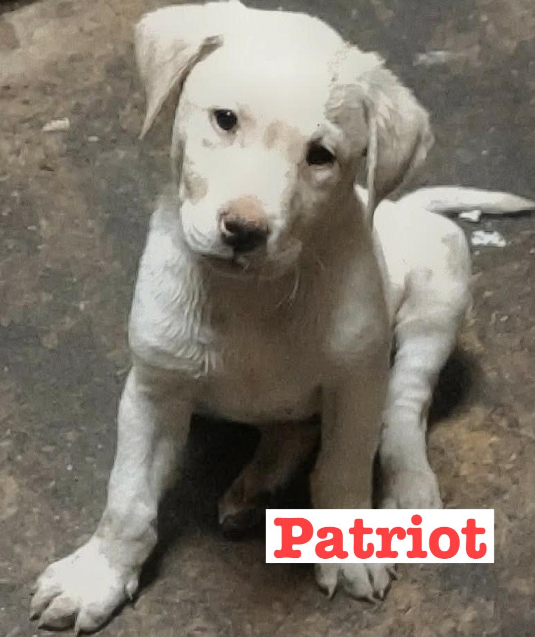 Patriot, ADOPTABLE, Puppy Male Yellow Labrador Retriever.