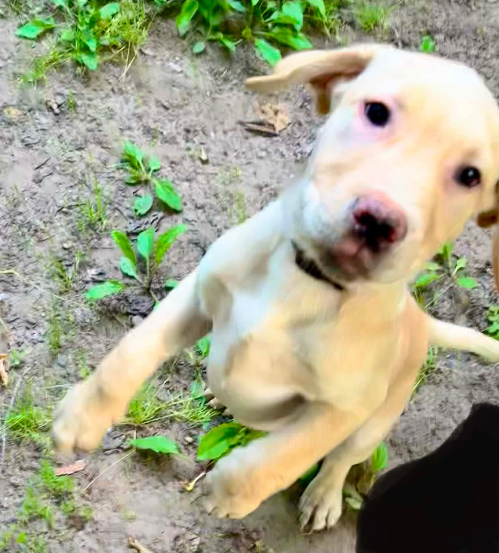 Patriot, a ADOPTABLE Yellow Labrador Retriever in Munising, MI image 5/5