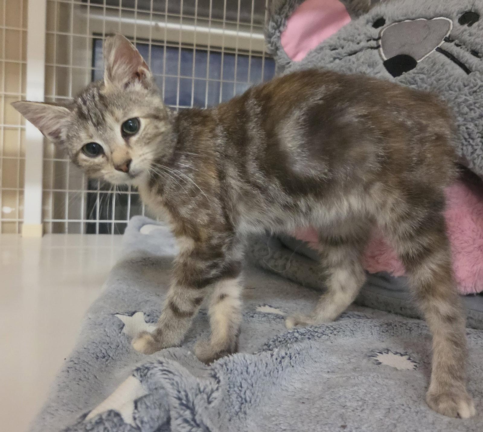 Reese Whiskerspoon, Adoptable, Young Female Domestic Short Hair & Tabby.