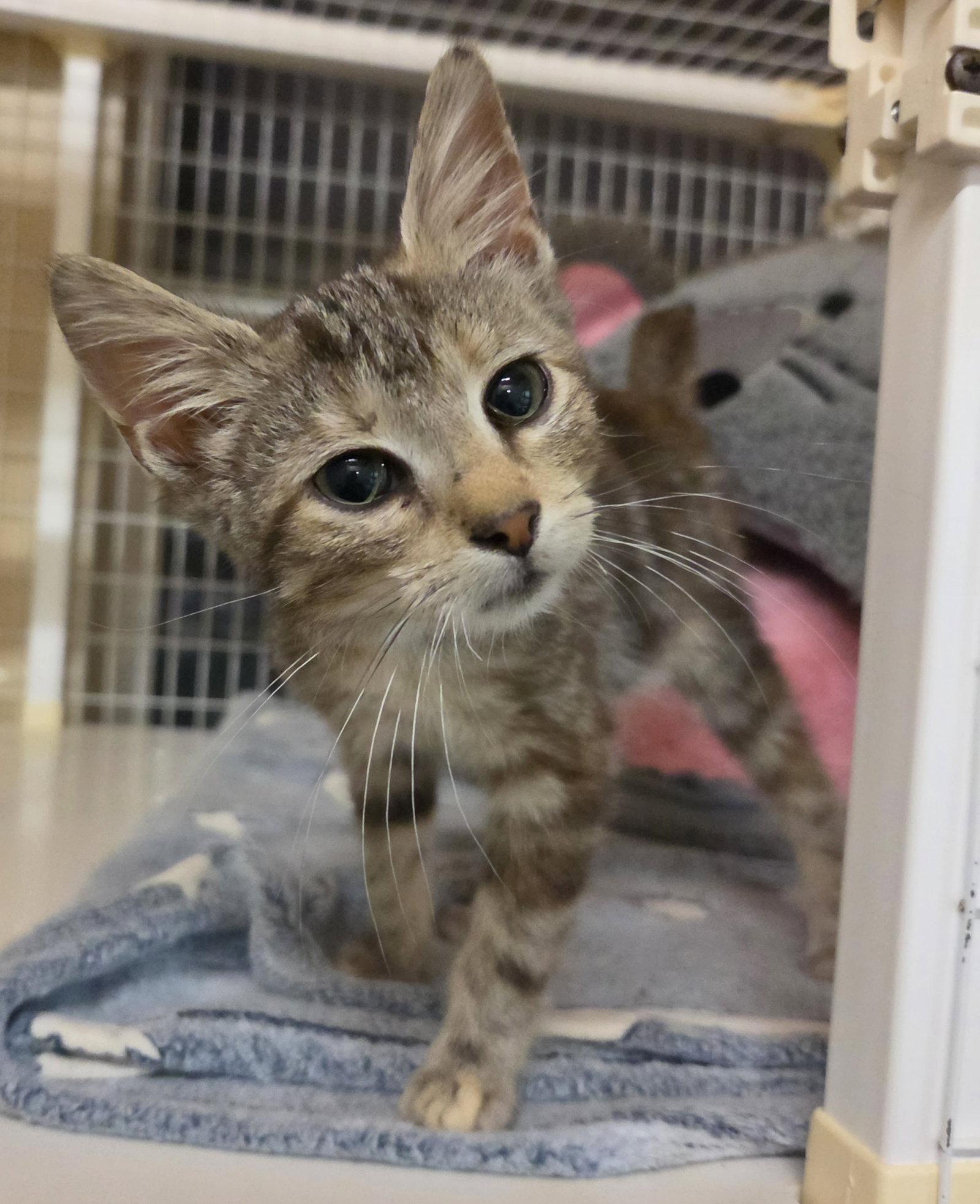 Enlarge Reese Whiskerspoon, a Adoptable mixed breed in Williamsburg, IA image 2/2