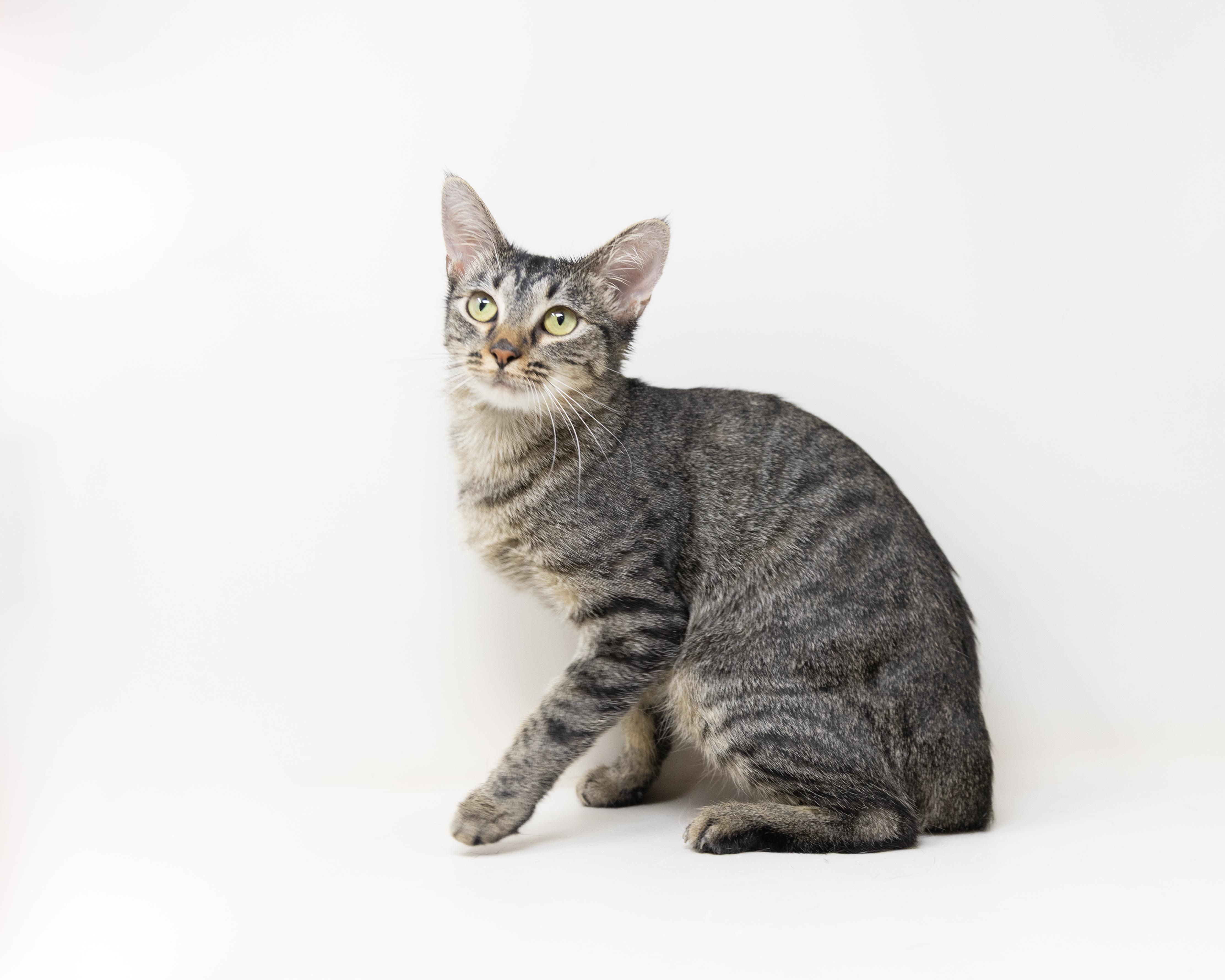 Shirley, a Adoptable mixed breed in Fort Worth, TX image 4/6