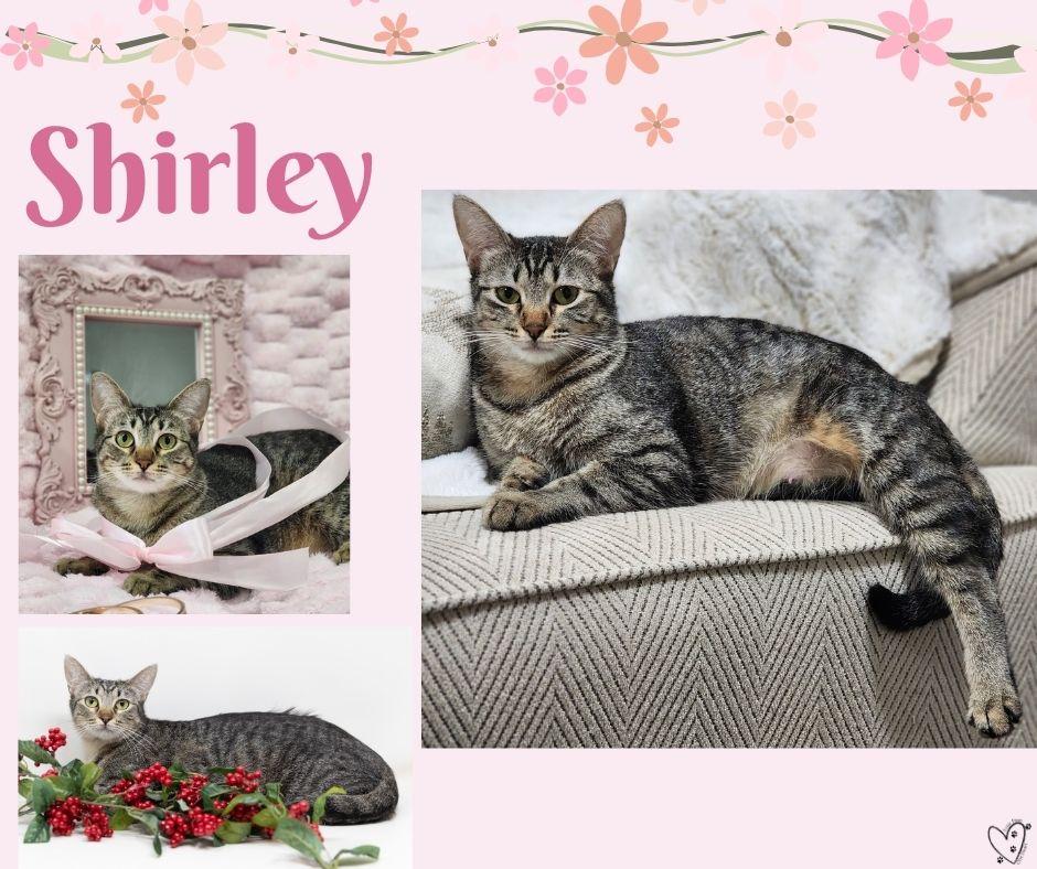 Shirley, a Adoptable mixed breed in Fort Worth, TX image 4/6
